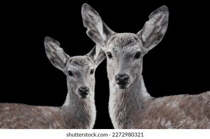 91 Deer Mother Nurturing Baby Images, Stock Photos & Vectors | Shutterstock