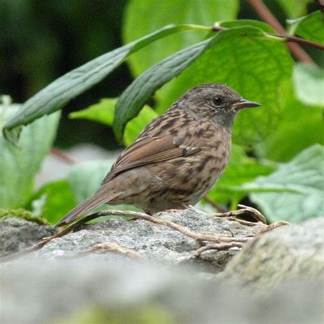 Small garden birds UK guide: from Blue Tits to Robins - Bird Barn