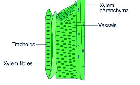 Xylem Definition Structure, Components (Types), Functions, 40% OFF