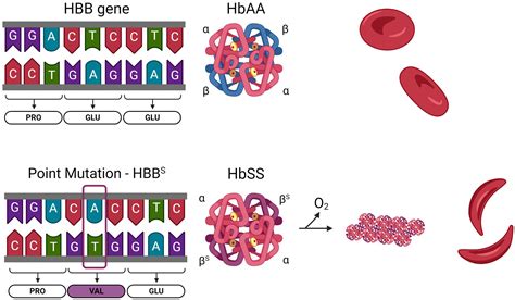 Frontiers | The APC-EPCR-PAR1 axis in sickle cell disease