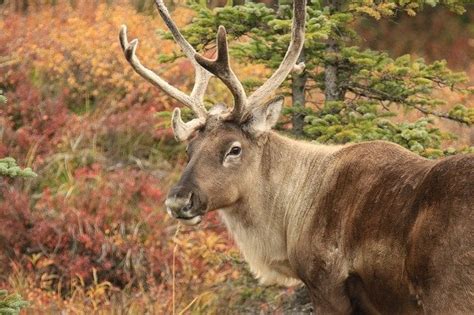 Caribou vs Reindeer Comparison (is there a difference?) - World Deer