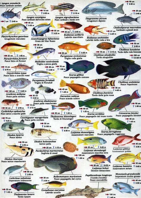 Red Sea Fish Chart 18"x28" (45cm/70cm) Poster