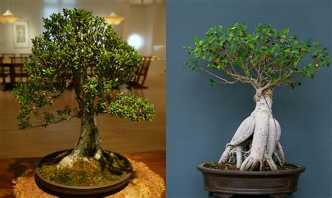 Indoor Bonsai Tree Care - The Bonsai Master