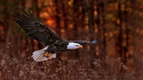 Bald Eagle Flying Wallpaper Hd