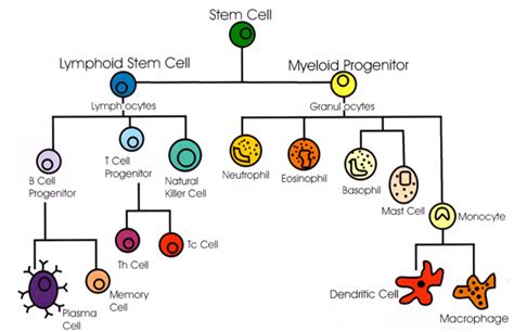 IMMUNE SYSTEM CELLS AND THEIR FUNCTIONS - #1 Microbiology Resource Hub