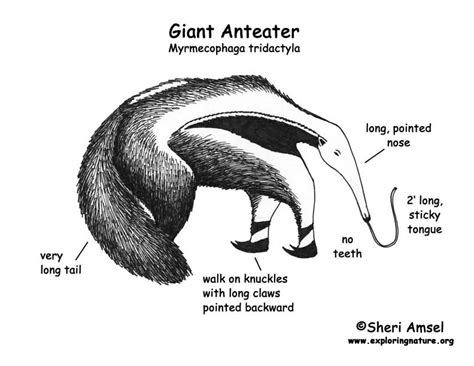 Anteater (Giant) Body Diagrams and Habitat Posters