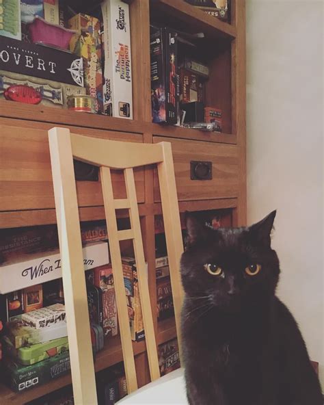 Two of my favourite things in the world. Board games and cats! 😺😻🎲 # ...