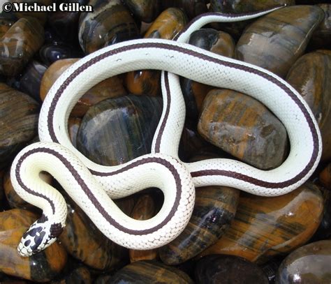 Blizzard King Snake - Blizzard Kingsnakes For Sale Morphmarket Usa ...