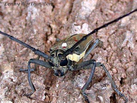 Batocera rufomaculata (DeGeer,1775) female 55 mm | Mango Ste… | Flickr