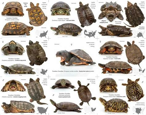 Turtles | Animaux ovipares, Enclave de tortue, Tortue d eau