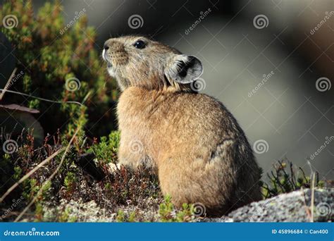 Pika in rocky habitat stock photo. Image of nunatak, wildlife - 45896684