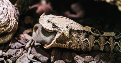 Gaboon Viper Fangs: Why They're the Biggest Snake Fangs in the World ...