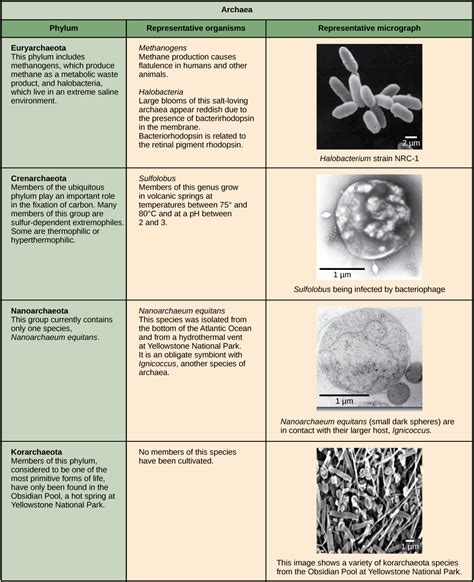 3.5: Prokaryote Plasma Membrane - Biology LibreTexts