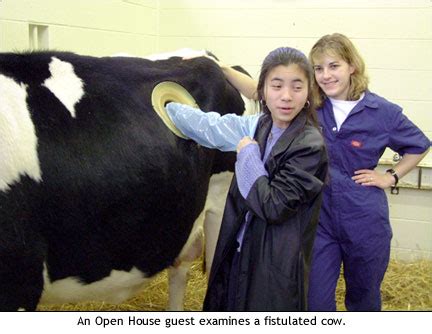 FARK.com: (5563739) Students mourn Beatrice, the Fistulated cow. At ...