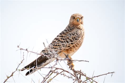 Wildlife of Etosha - Nature Travel Namibia