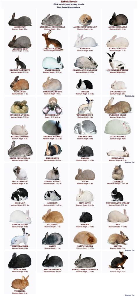 Les 64 meilleures images du tableau Rabbit Breeds sur Pinterest | Races ...