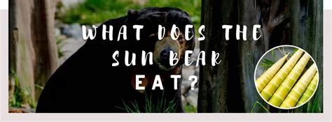 ᐅ What Does the Sun Bear Eat? | Understanding their Diet