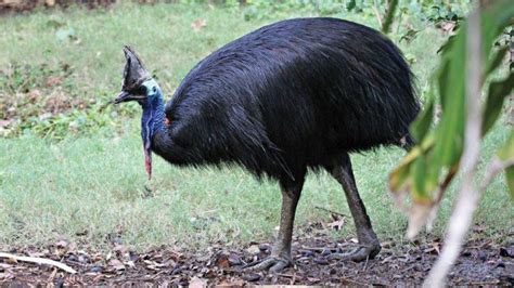 Southern Cassowary – Facts, Habitat, Diet, Pictures