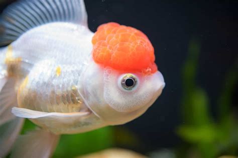 Redcap Oranda Fancy Goldfish Profile And Care Guide – WZaquarium