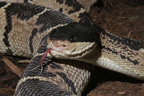 Venomous Snakes Of The Amazon Basin - WorldAtlas