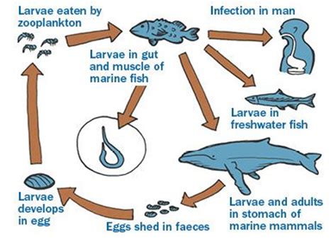 Life Cycle Of A Blue Whale | earth-base