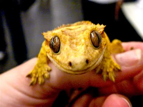 How To Quick Calming Down an Aggressive Crested Gecko?