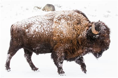 Yellowstone National Park's Migrating Bison