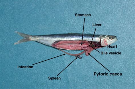 Sardine used in this study (Sardinella aurita).Ventral view after ...