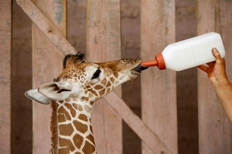 Adorable baby giraffe gets a leg up from his caretakers | Fox News