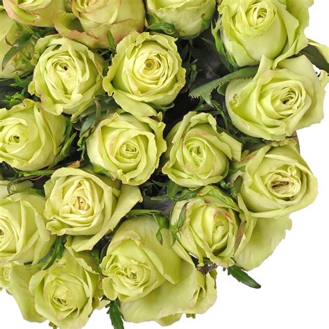 Natural Fresh Flowers - Green Roses, 24", 100 Stems - Walmart.com