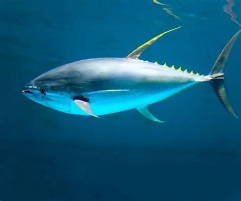 Tuna Fish Fun Facts for Kids