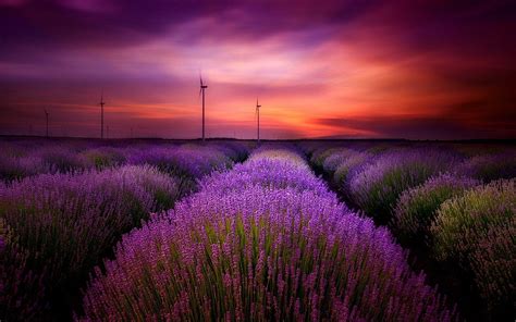 Lavender Field Sunset Wallpapers - Top Free Lavender Field Sunset ...