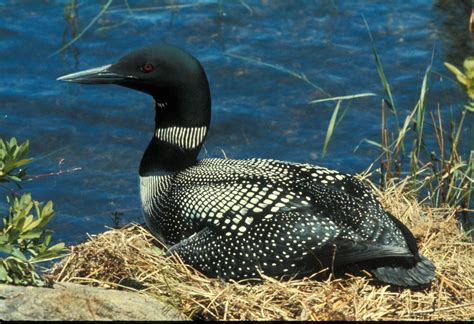 Common Loons — Big · Round · Pine