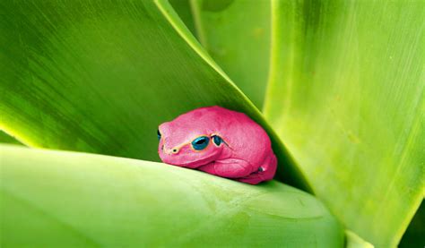 Pink Tree Frog by M.k. Photographics / 500px