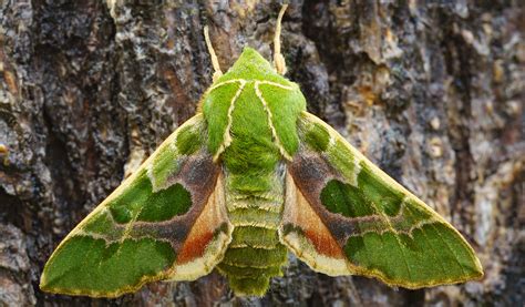 Green Sphinx Moth