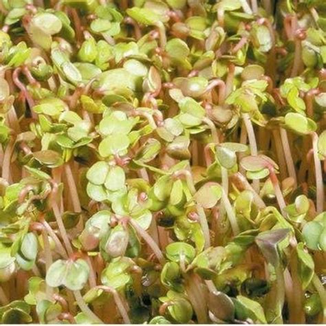 China Rose Radish Seeds 50 Rare Garden Vegetable Seeds in - Etsy