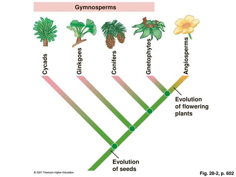 PPT - The Plant Kingdom: Seed Plants PowerPoint Presentation, free ...