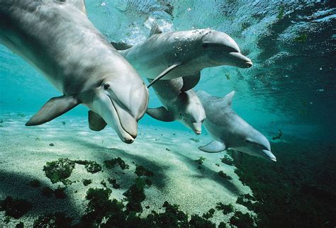 Dolphin | Facts & Pictures | Britannica