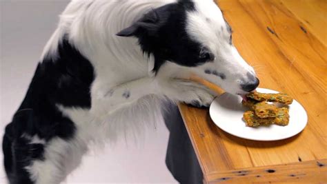 How to Make a Weight Loss Treat for Dogs - Ollie Blog