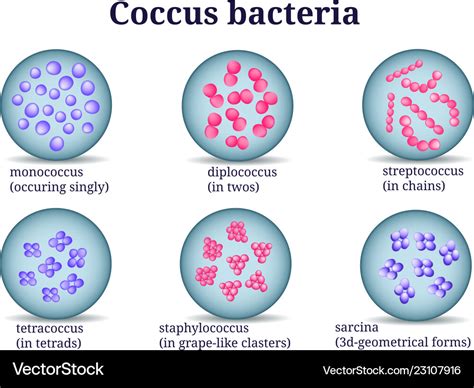 Arrangements coccus bacteria in petri dish Vector Image