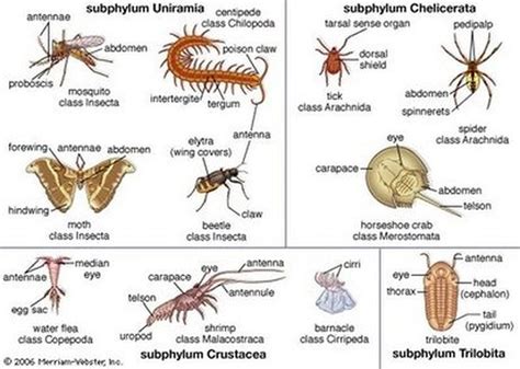 Arthropoda - MS. ANDERSON'S ZOOLOGY CLASS