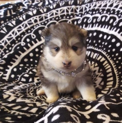 Miniature Siberian Husky Puppy SOLD-Gray & White Male - Miniature ...