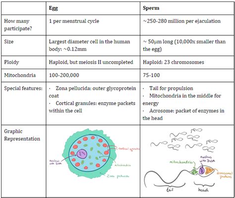 Explain The Path An Ovum Takes During Ovulation