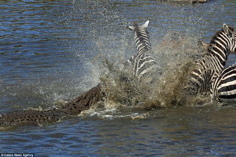 Zebra dodges crocodile's jaws by inches and then kicks it in the face ...