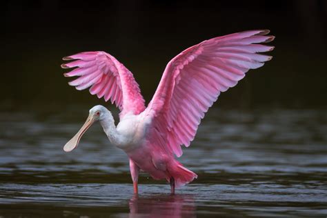 Roseate Spoonbill In Water Wings Up Fine Art Photo Print | Photos by ...