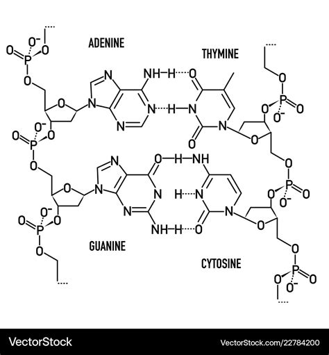 [DIAGRAM] Simple Diagram Of Molecular Structure Of Dna - MYDIAGRAM.ONLINE