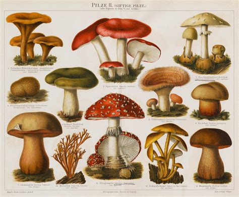 Different Types of Poisonous Mushrooms posters & prints by Corbis