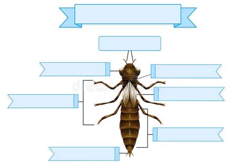 External Anatomy of a Nymph of a Dragonfly Worksheet Stock Vector ...