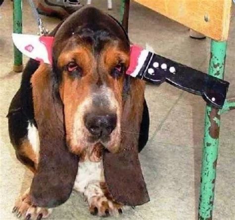 Ten of the Craziest and Funniest Basset Hounds You'll Ever See