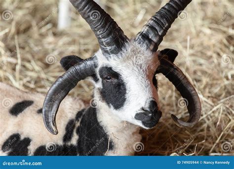 Jacob Sheep stock photo. Image of sheep, horns, farm - 74905944